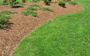 Mulch Pine Straw