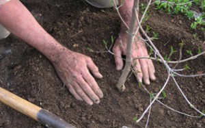 Plant Installation