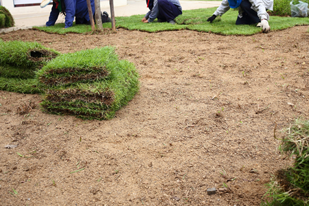 sod installation