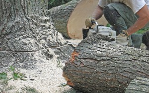 Tree Removal