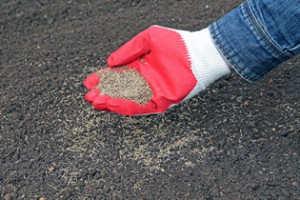 Lawn Seeding