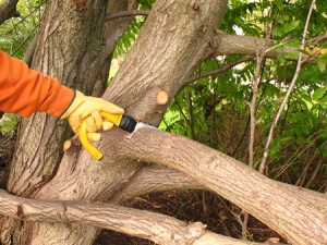 Tree Pruning