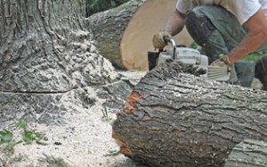 Tree Stump Removal